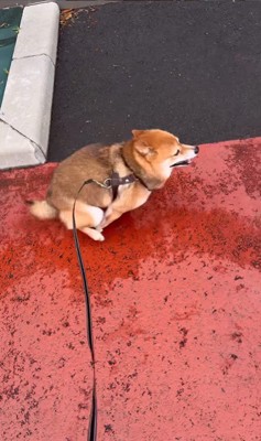 ころくんの喜びの舞⑩