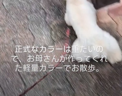 お散歩中のワンコが首に付けているのは…？