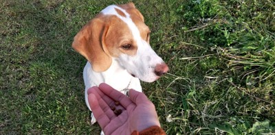 手のご飯を嫌がる犬