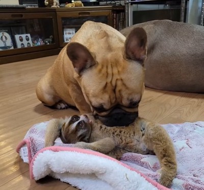 スローロリスのお腹に顔をつける犬