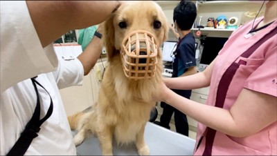 口輪をされる犬