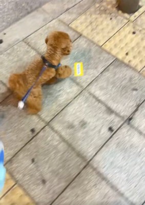 散歩中のうーろんくん