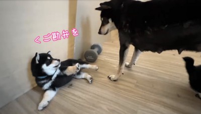 仰向けに転ぶ子犬