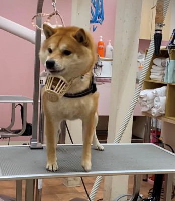 あごマスク状態で立つ犬