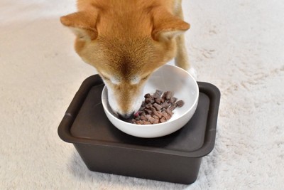 食事、柴犬