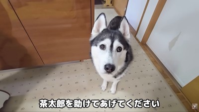 「助けてあげて」とお目目でアピール