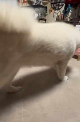 飼い主家族に褒められている秋田犬