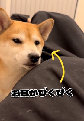 こちらを見つめる柴犬