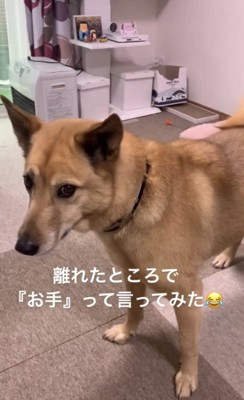 こちらを見る犬1