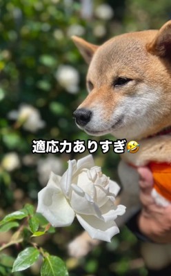 適応力があるすももちゃん