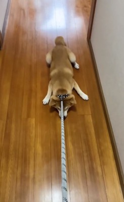 顔がつぶれる柴犬