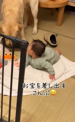スリッパを赤ちゃんの前に差し出す犬