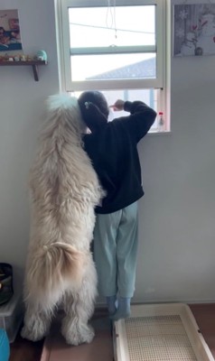 外を指さす女の子と犬