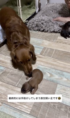 つむちゃんも成長