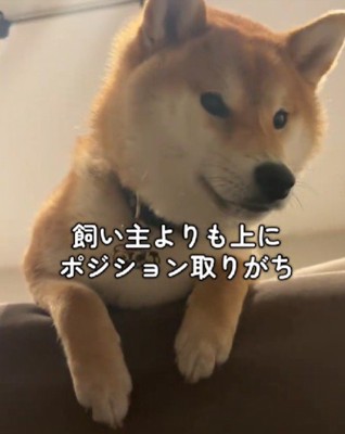 飼い主より上にポジション取りがち