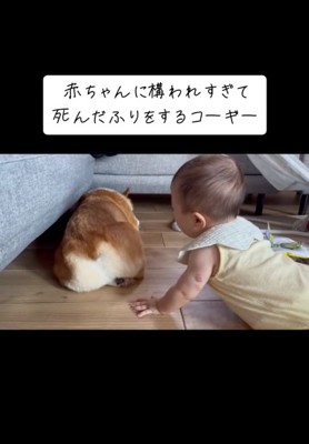 お尻がかわいいいなりくん