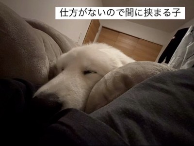 間に挟まって寝る犬