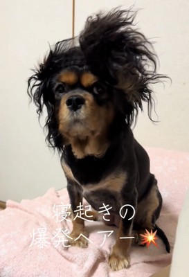 真正面を見つめる犬の爆発ヘアー