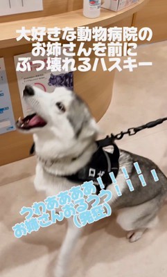 お姉さんが好きすぎるロゼくん