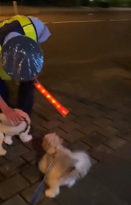 警備員の足元に集まる2匹の犬