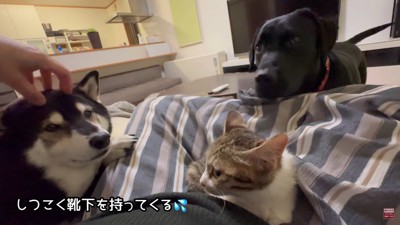 もみじちゃんを囲む大河くん＆銀河くん7