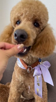 犬におやつをあげる飼い主