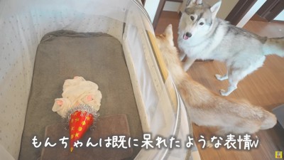 もんちゃんは呆れ顔…