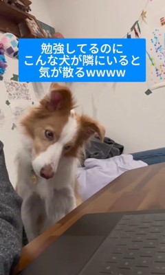 勉強中に隣にきたラスカルくん