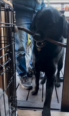 枝を運びたいあお君6