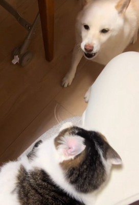 福丸くんと朔ちゃん4