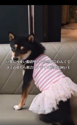 カメラ目線のあんこちゃん