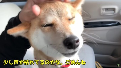 ハナちゃんをお迎え