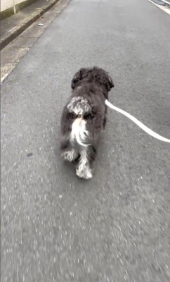 綱吉くんを止める方法8