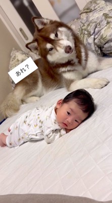 首をかしげる犬