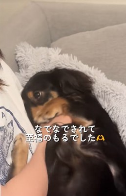 飼い主の友人を上目遣いで見つめる小型犬