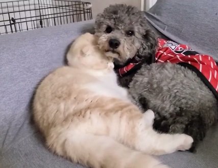 顔を埋めるじゅんちゃん