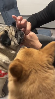 親指マジックをしようとするパパをみる犬達