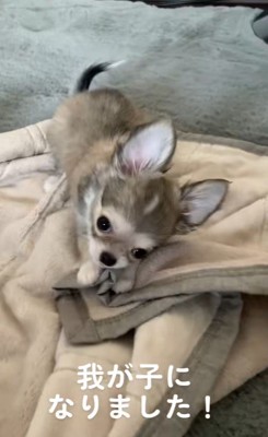 お迎えした日のアム君の様子