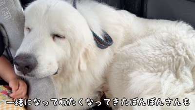 チャイルドシートにあごを乗せて眠る犬