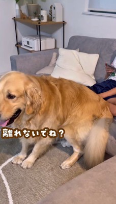 「なでなでしてね」