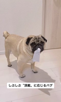 「ちょうだい」に応じる春太くん