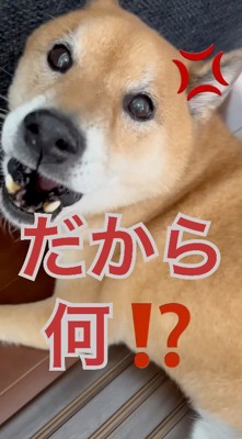 飼い主に吠える犬