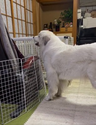 再アタックするドレミちゃん