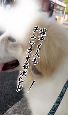 お姉さんを迎えに来たボンドくん7