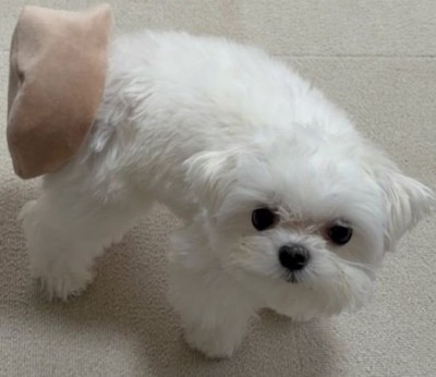 申し訳なさそうなお顔が愛おしい♡