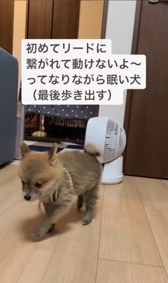 初めてリードをつけたオルくん10