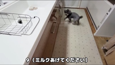 飼い主の方を見ながらくるくると回るトイプードル