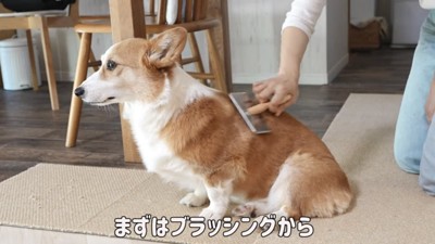 ブラッシングされる犬