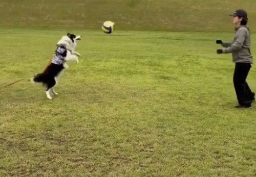 女性が投げたボールを鼻の頭ではじき返す犬