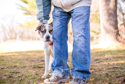 飼い主の後ろに隠れる犬